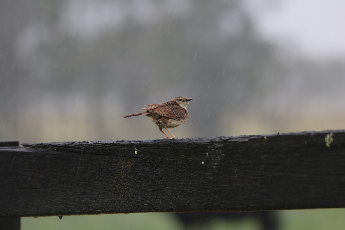 Rufous Songlark - ML610815372