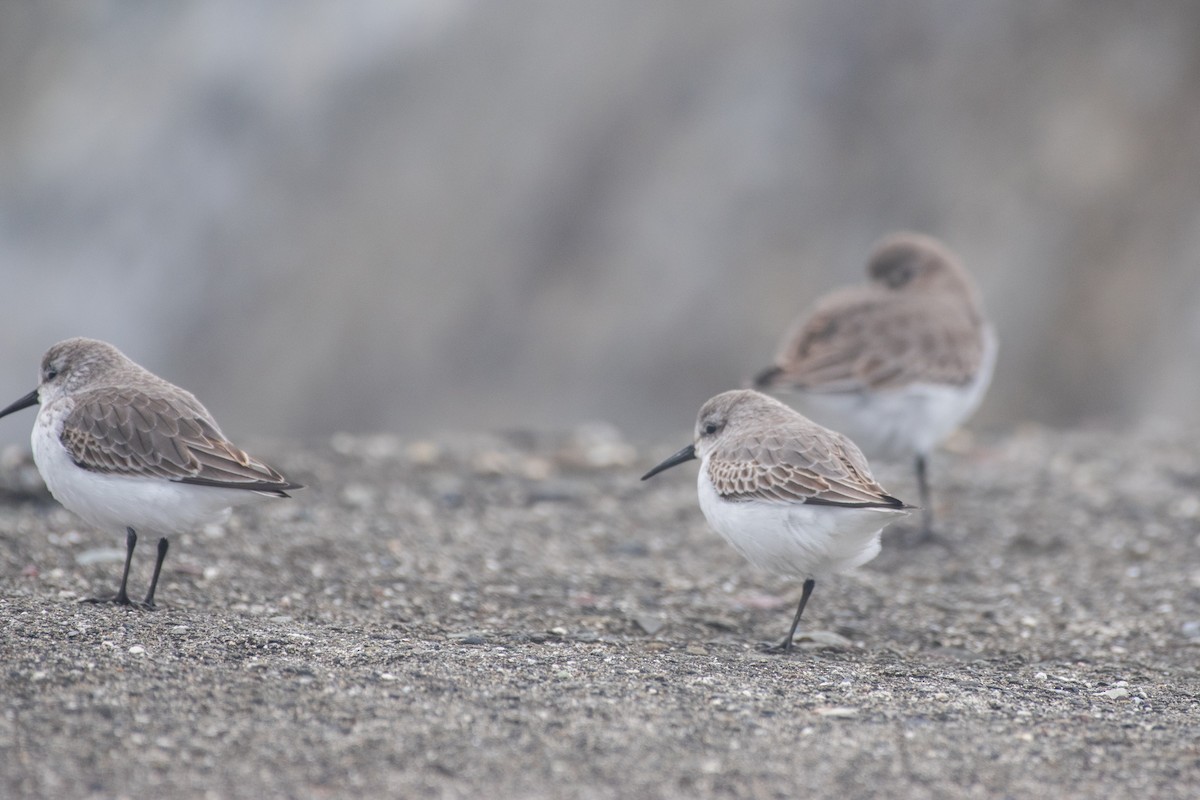 Bergstrandläufer - ML610815382