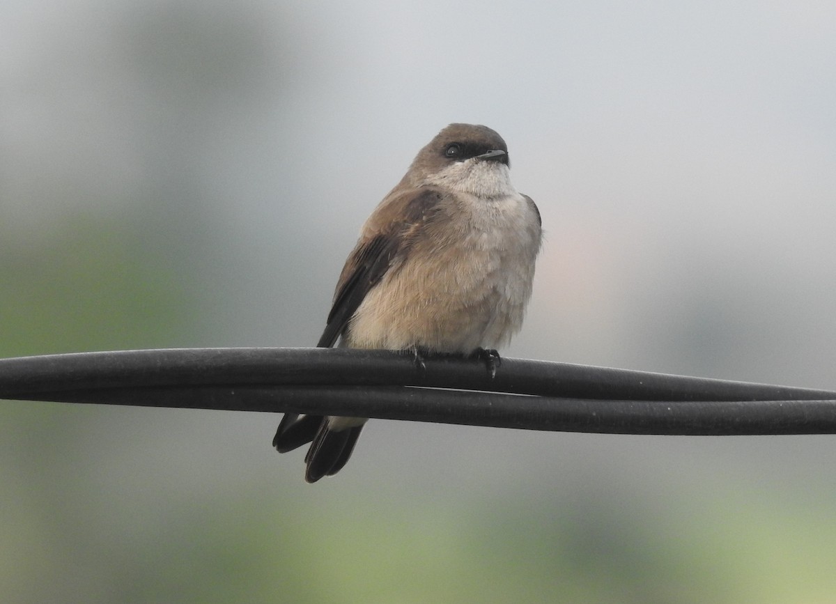 Hirondelle de Madagascar - ML610815390