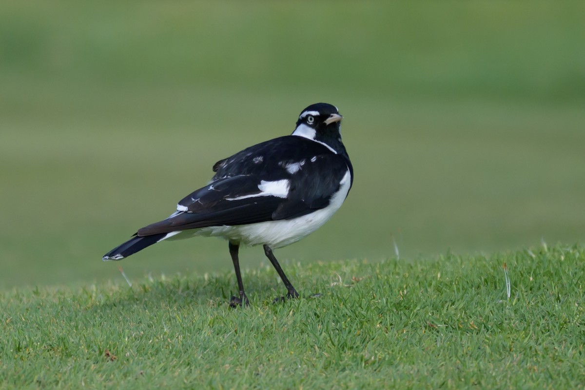 Magpie-lark - ML610815402