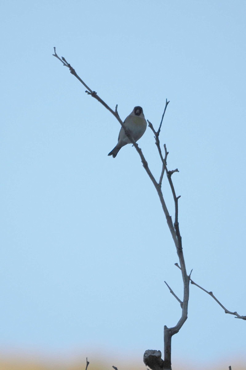 Lawrence's Goldfinch - ML610815413