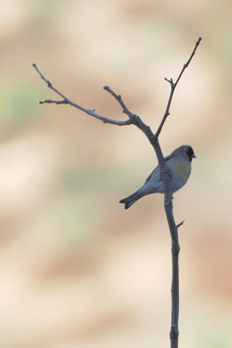 Lawrence's Goldfinch - ML610815414