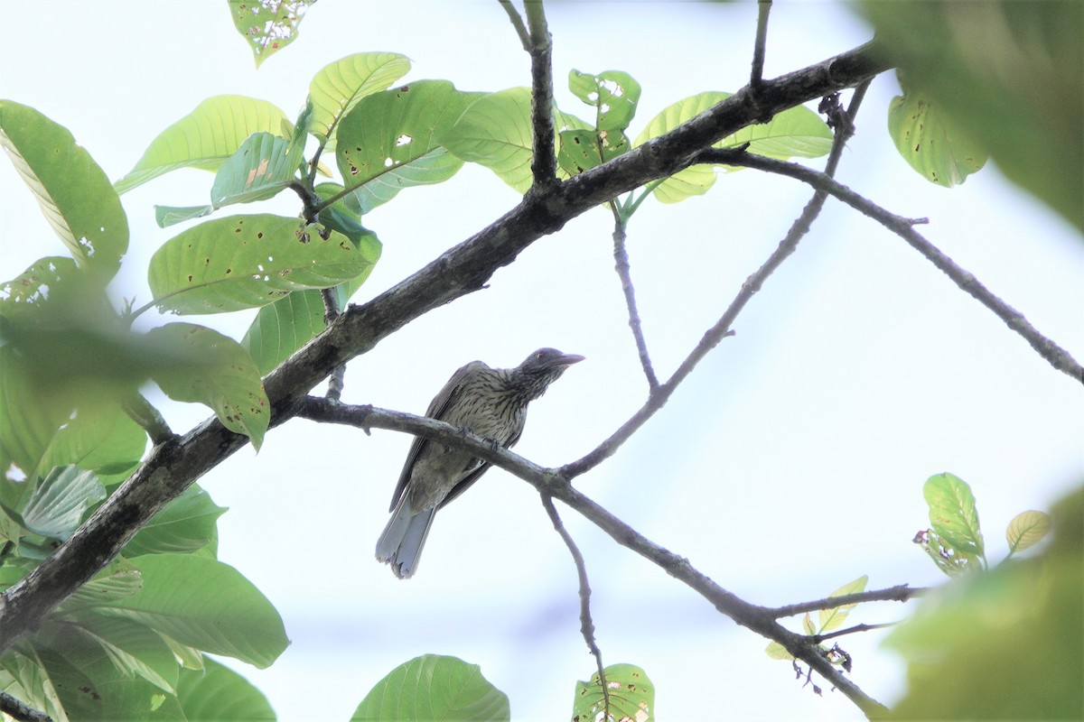 Brown Oriole - ML610815490