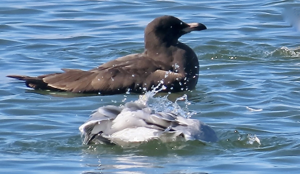 Heermann's Gull - ML610815523