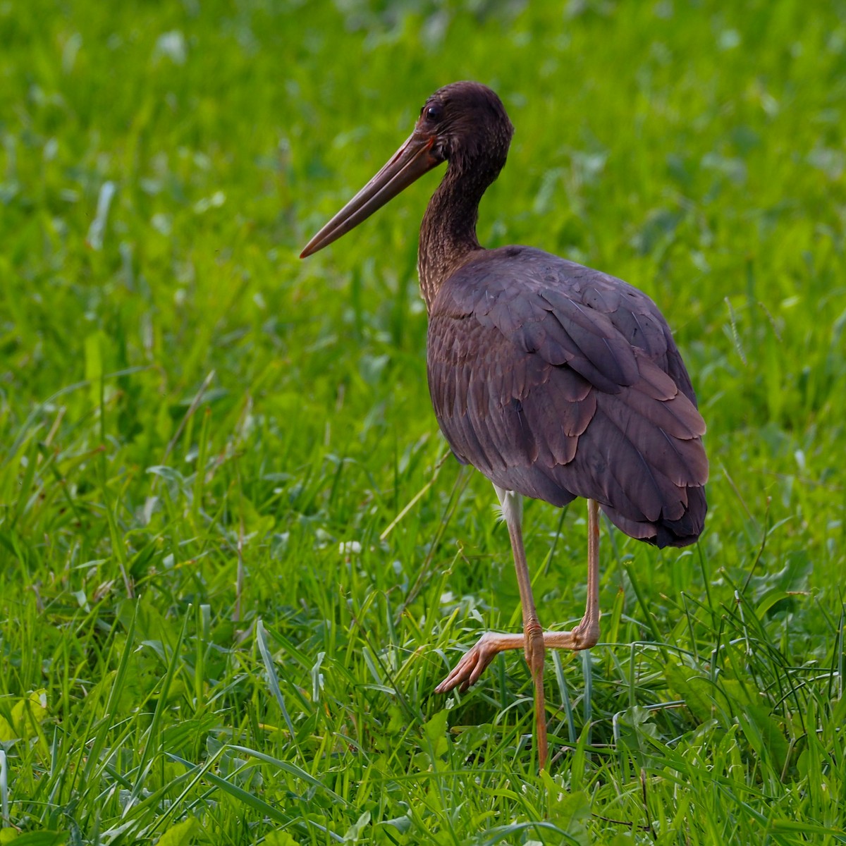 Black Stork - ML610815685