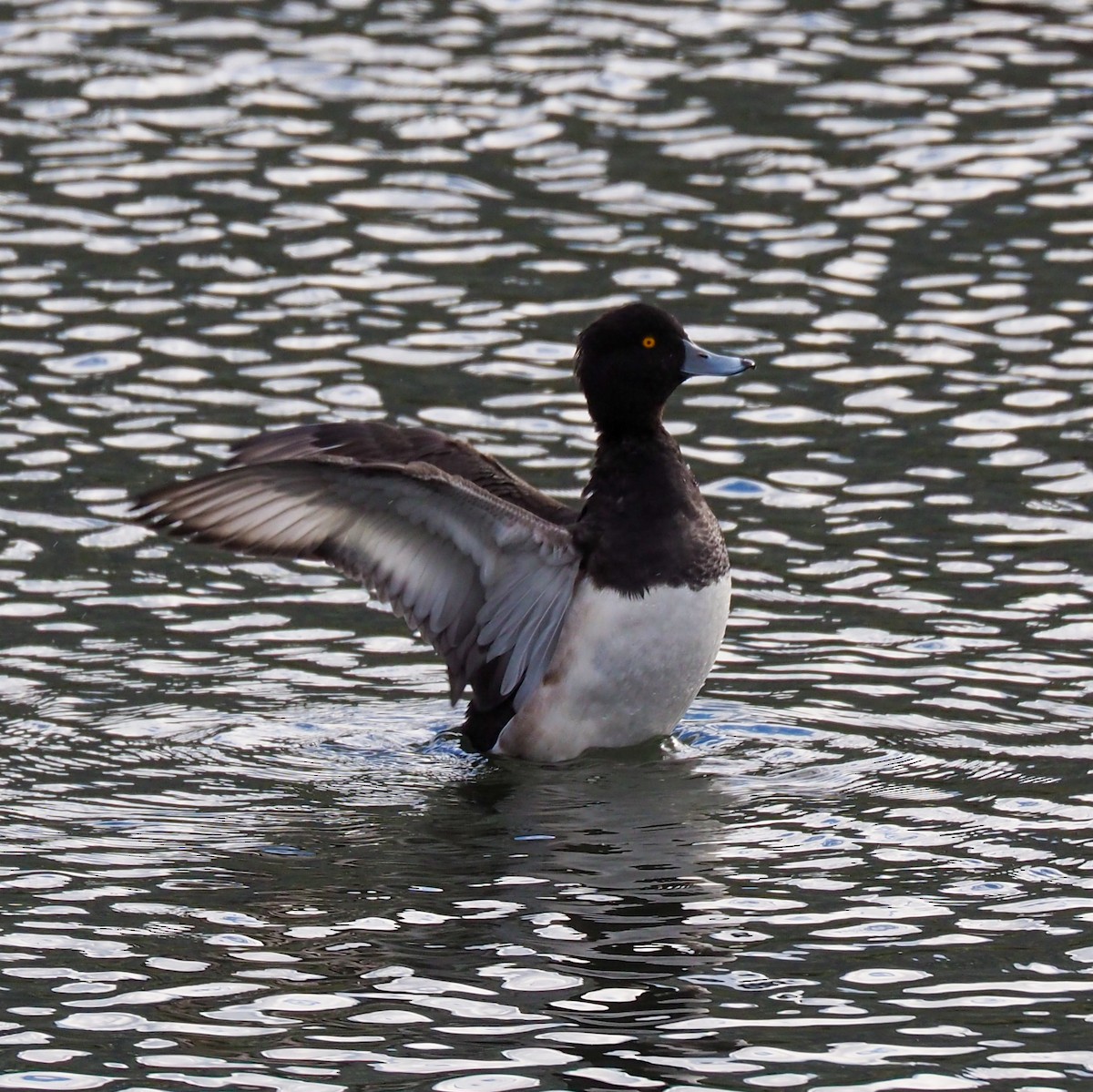 Tufted Duck - ML610815692