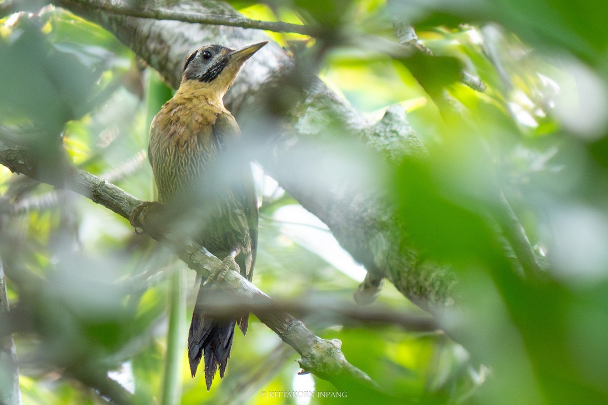 Laced Woodpecker - Kittakorn Inpang