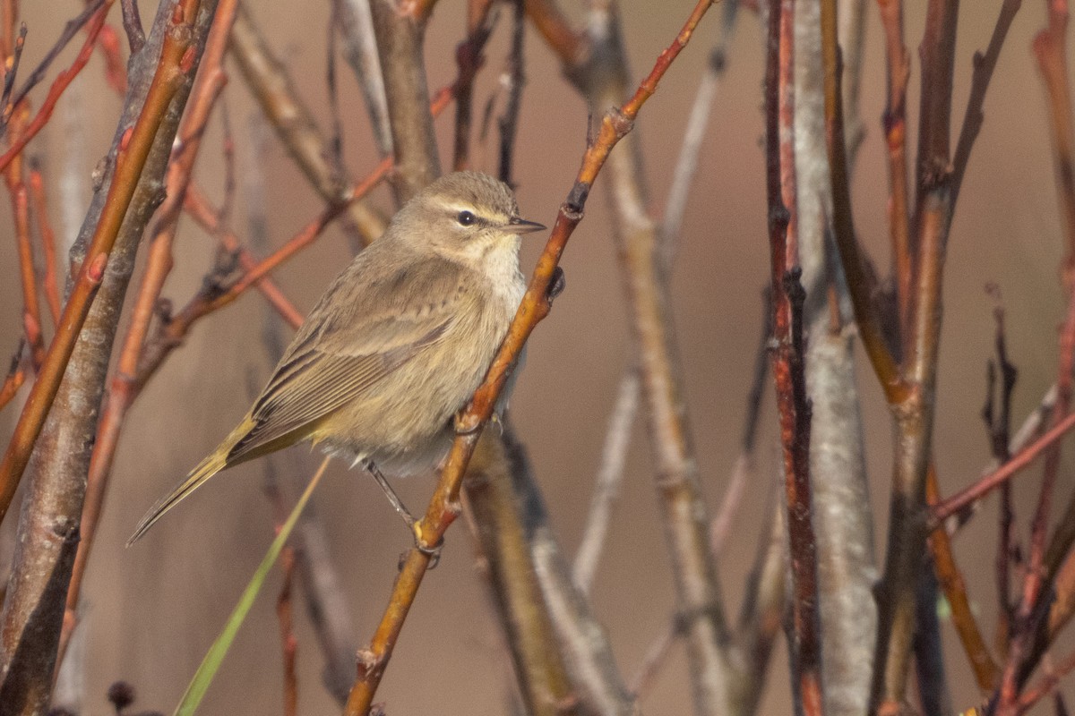 Palm Warbler - Kellen Apuna