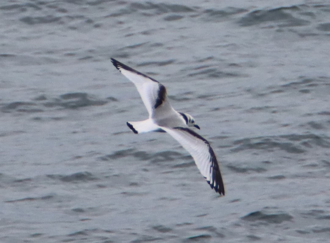 Black-legged Kittiwake - Daniel Donnecke