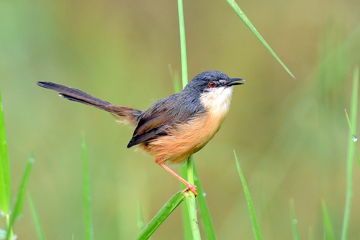 Ashy Prinia - ML610815827