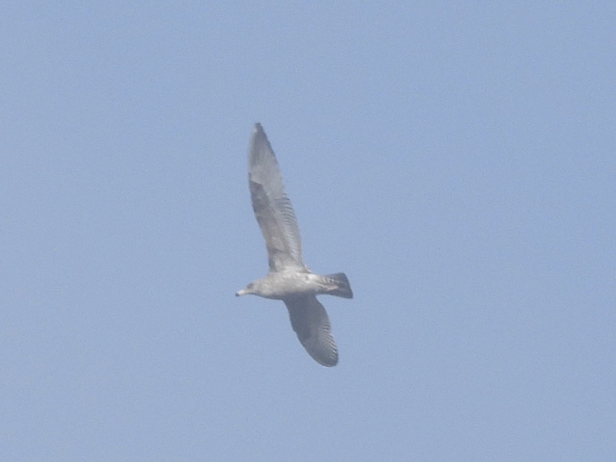 Goéland argenté - ML610815831