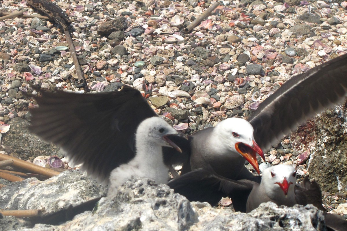 Heermann's Gull - ML610815885