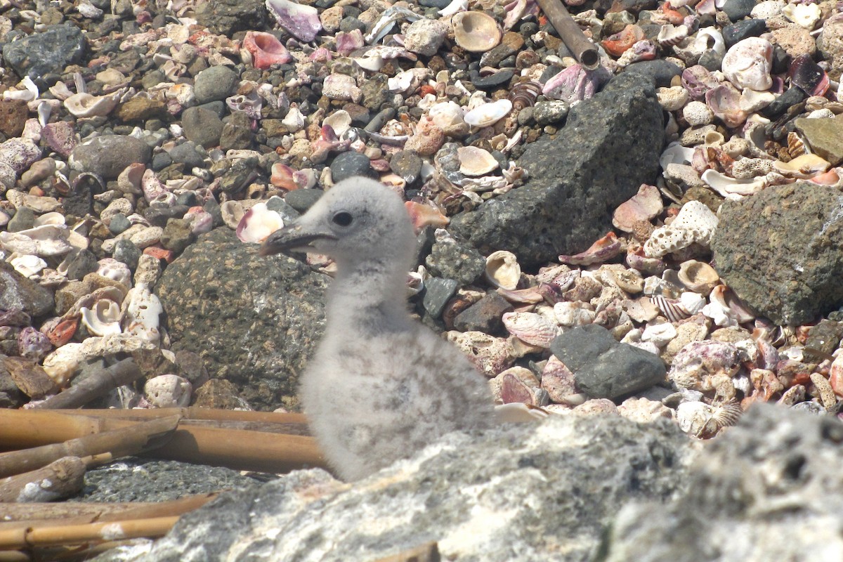 Heermann's Gull - ML610815887