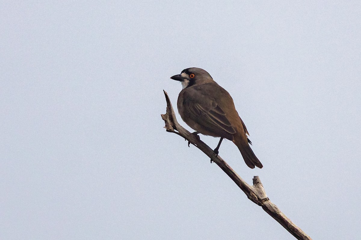 Crested Bellbird - ML610815931