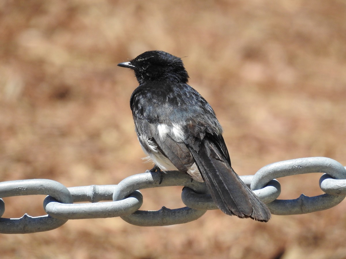 Willie-wagtail - ML610815948