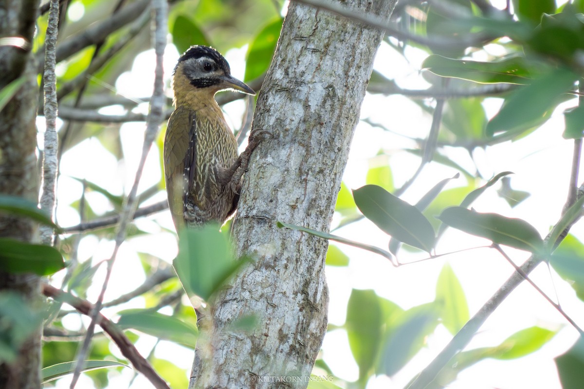 Laced Woodpecker - Kittakorn Inpang