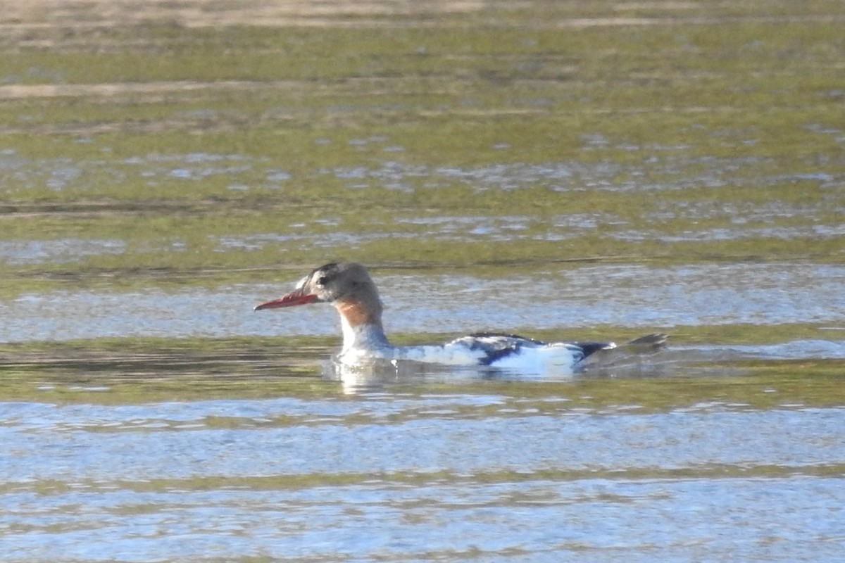 Common Merganser - David Kuster