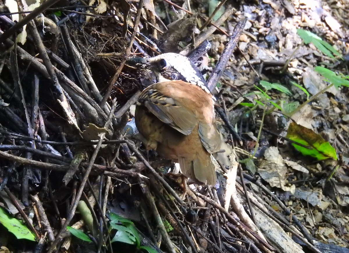 Eared Pitta - ML610816216