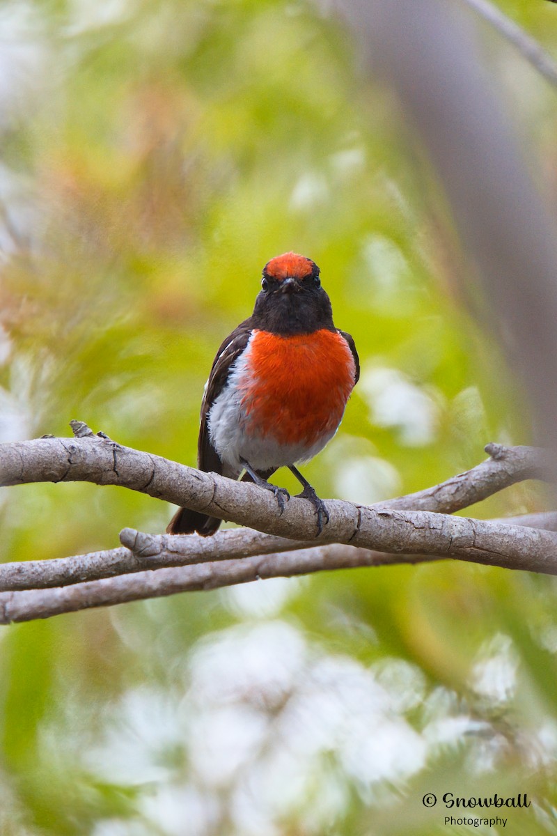 Red-capped Robin - ML610816301
