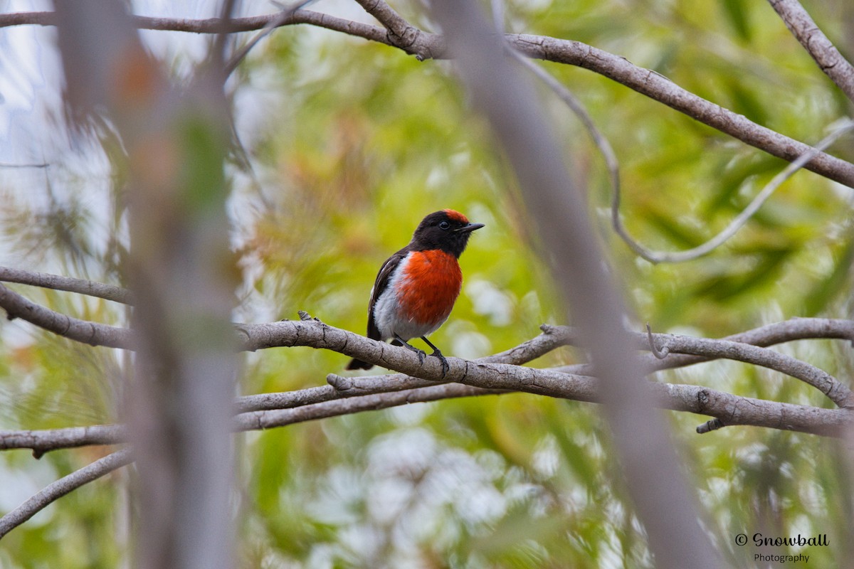 Red-capped Robin - ML610816305