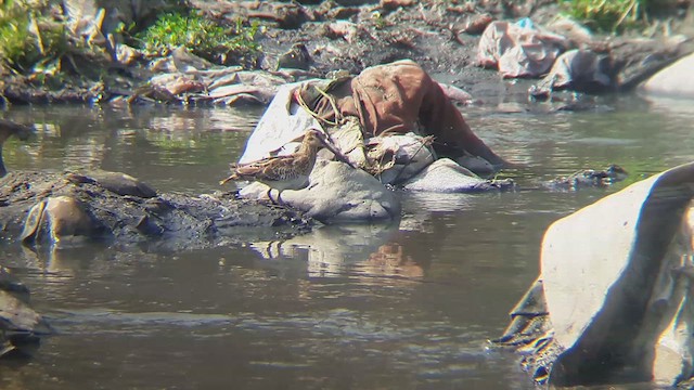 Common Snipe - ML610816477