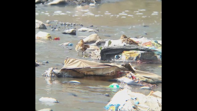 Common Snipe - ML610816479