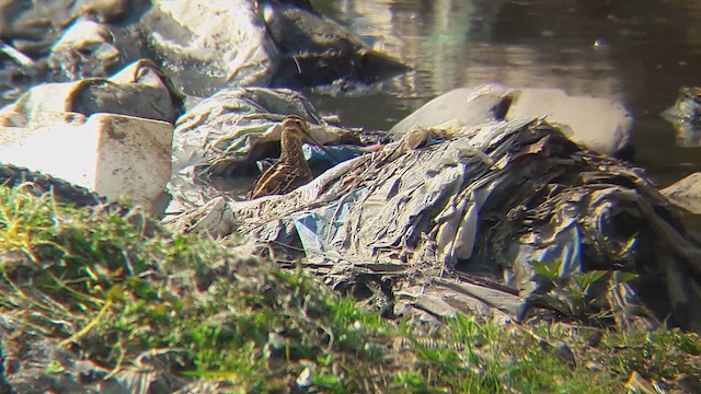 Common Snipe - ML610816482