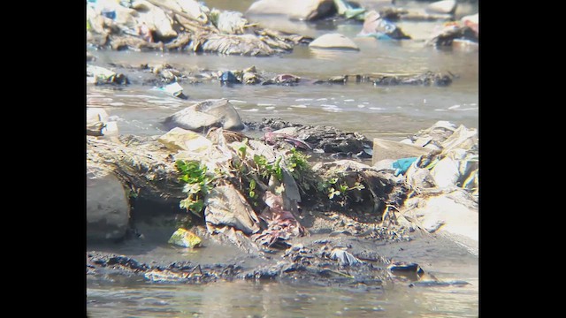 Common Snipe - ML610816484