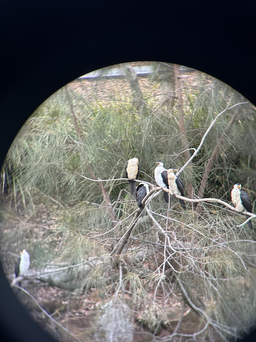 Little Pied Cormorant - ML610816546