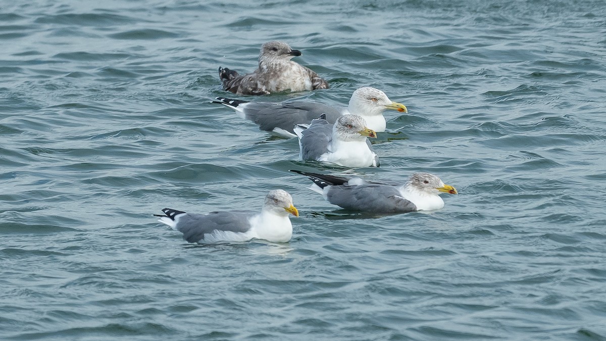 Yellow-legged Gull (atlantis) - ML610816587