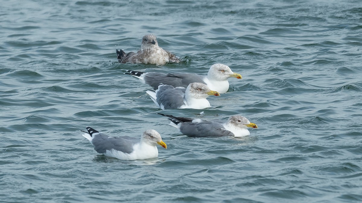 Yellow-legged Gull (atlantis) - ML610816588