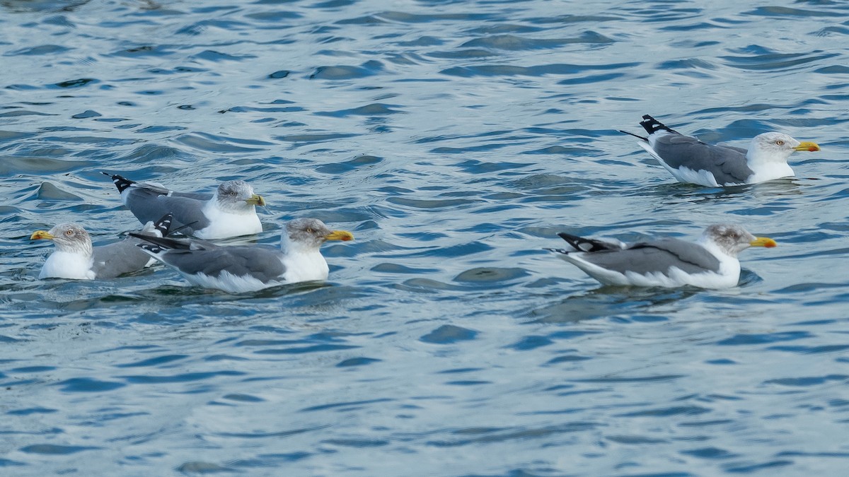 Yellow-legged Gull (atlantis) - ML610816589