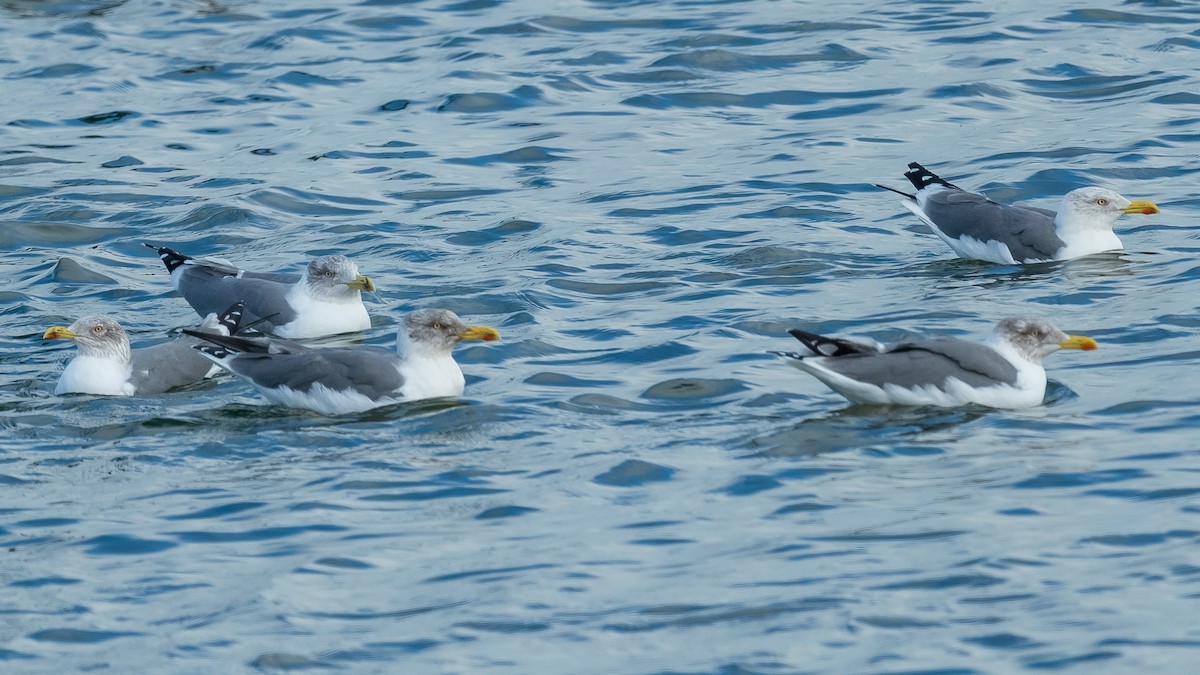 Gaviota Patiamarilla (atlantis) - ML610816589