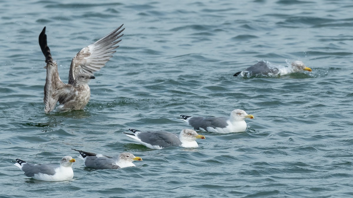 Yellow-legged Gull (atlantis) - Jean-Louis  Carlo