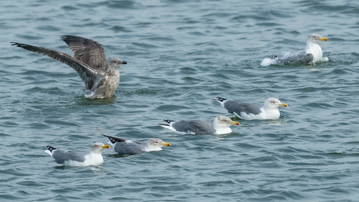 Yellow-legged Gull (atlantis) - ML610816593