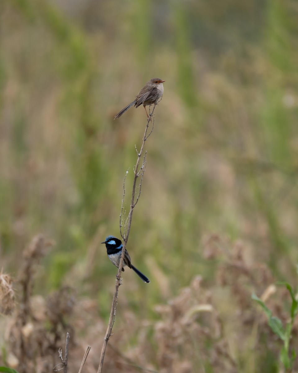 Superb Fairywren - ML610816639