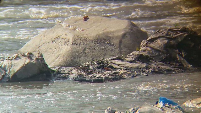 Common Snipe - ML610816691