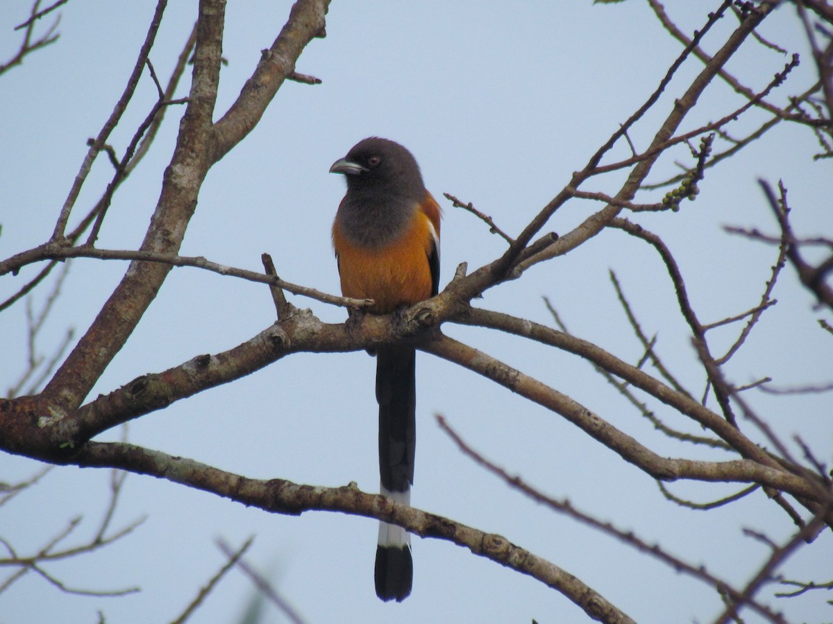 Rufous Treepie - ML610816757