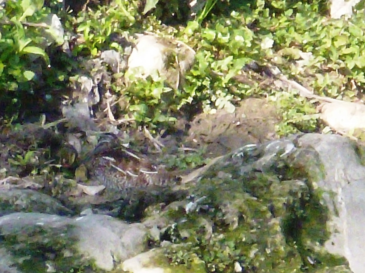 Solitary Snipe - ML610816768