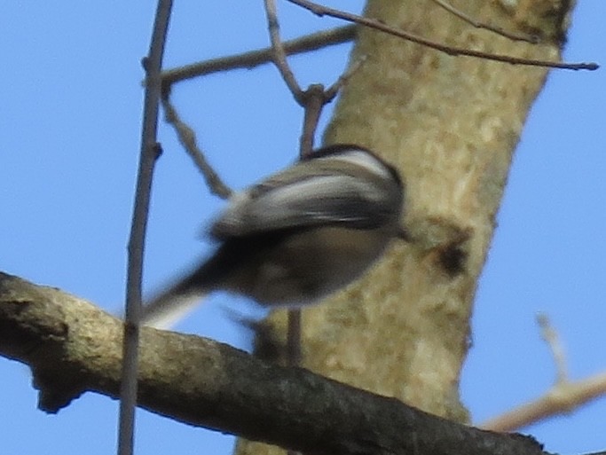 Black-capped Chickadee - ML610816785