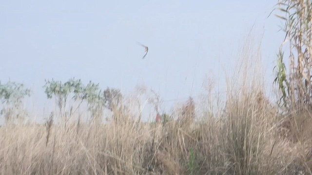 Jack Snipe - ML610816797