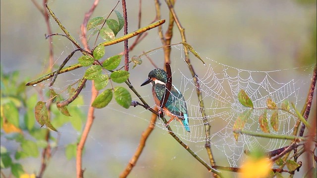 Common Kingfisher - ML610816807