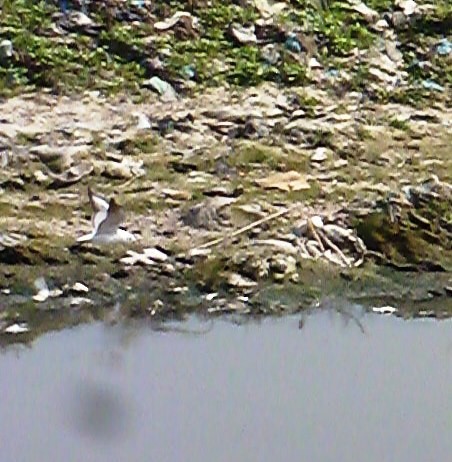 Mouette rieuse - ML610816851