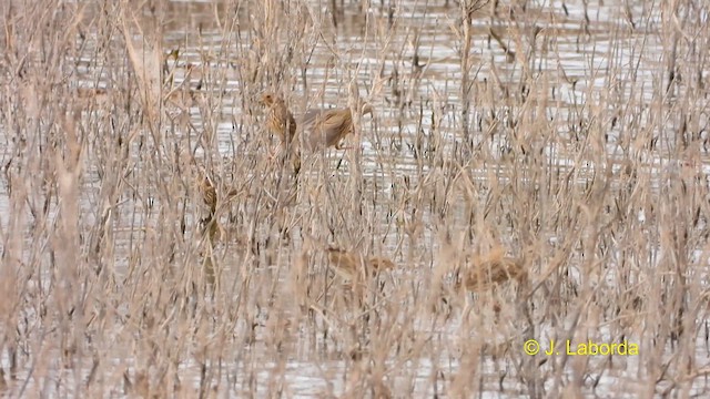 Corn Bunting - ML610816877