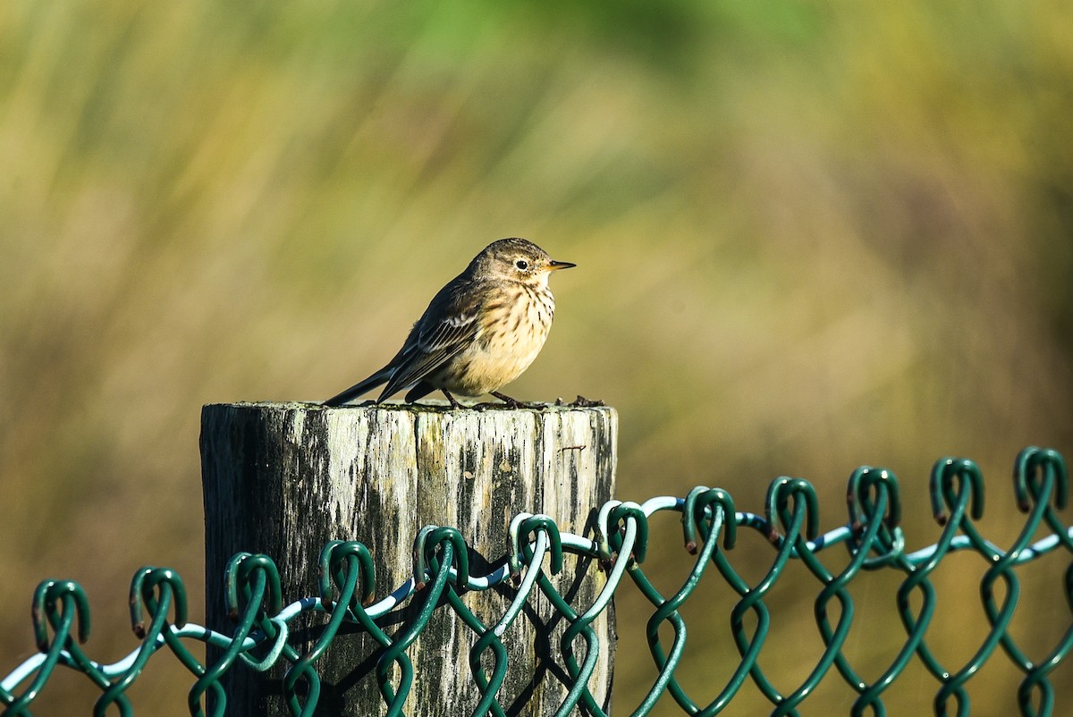 American Pipit - Cedrik von Briel