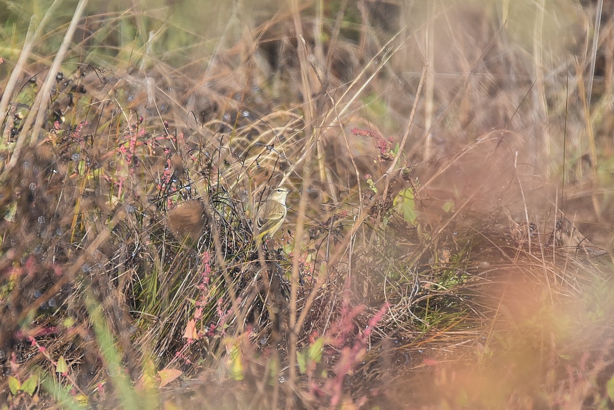 Palm Warbler - Cedrik von Briel