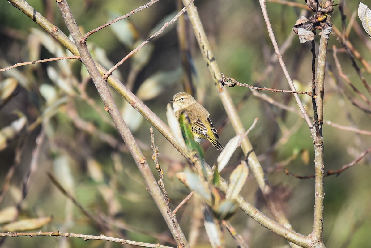 Palm Warbler - Cedrik von Briel