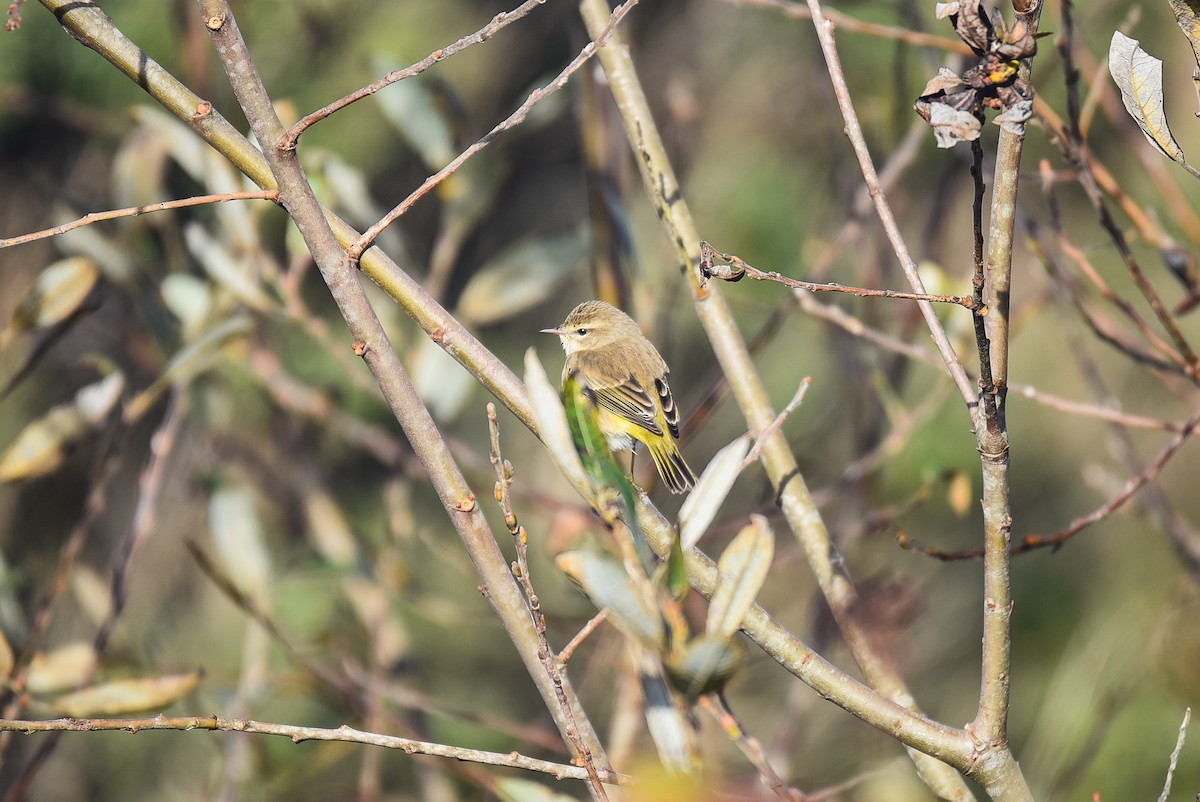 Palm Warbler - Cedrik von Briel