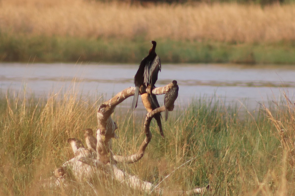 Afrika-Schlangenhalsvogel - ML610817062