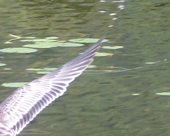 Pallas's Gull - ML610817094